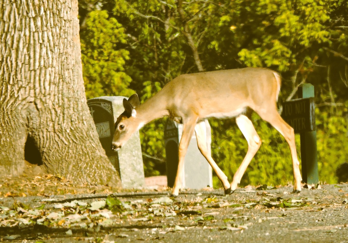 Animals - ML643362749