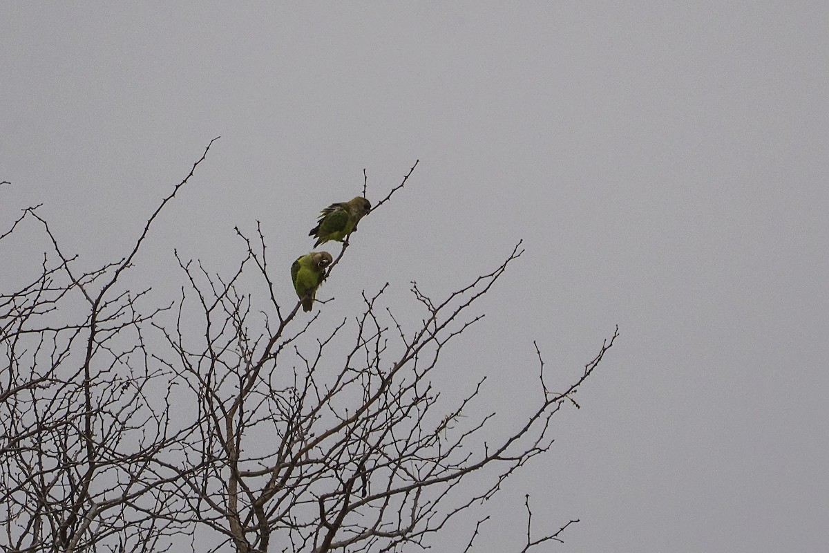Brown-headed Parrot - ML643362750