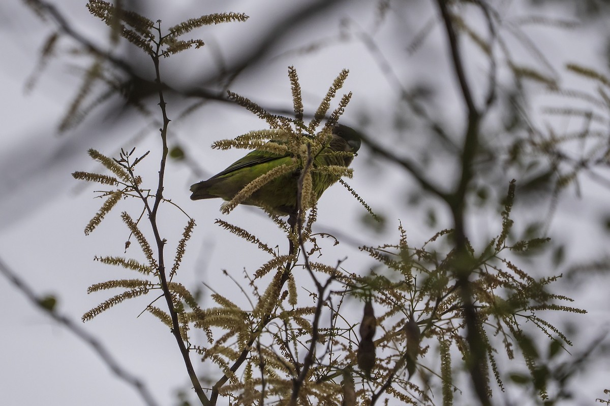 Brown-headed Parrot - ML643362751