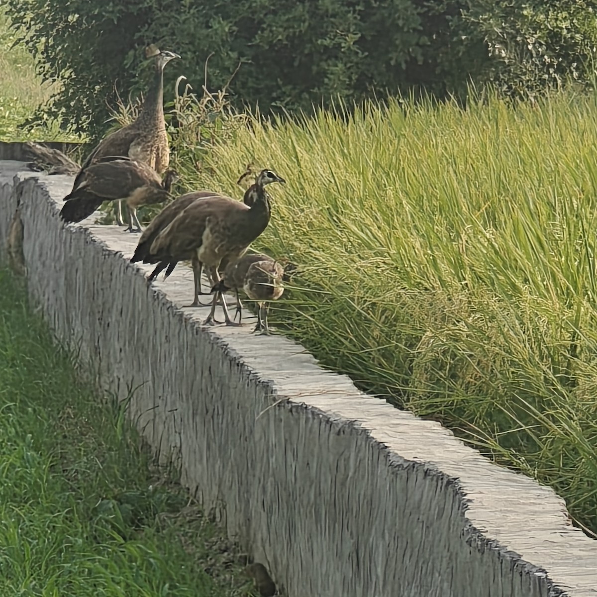 Indian Peafowl - ML643362756