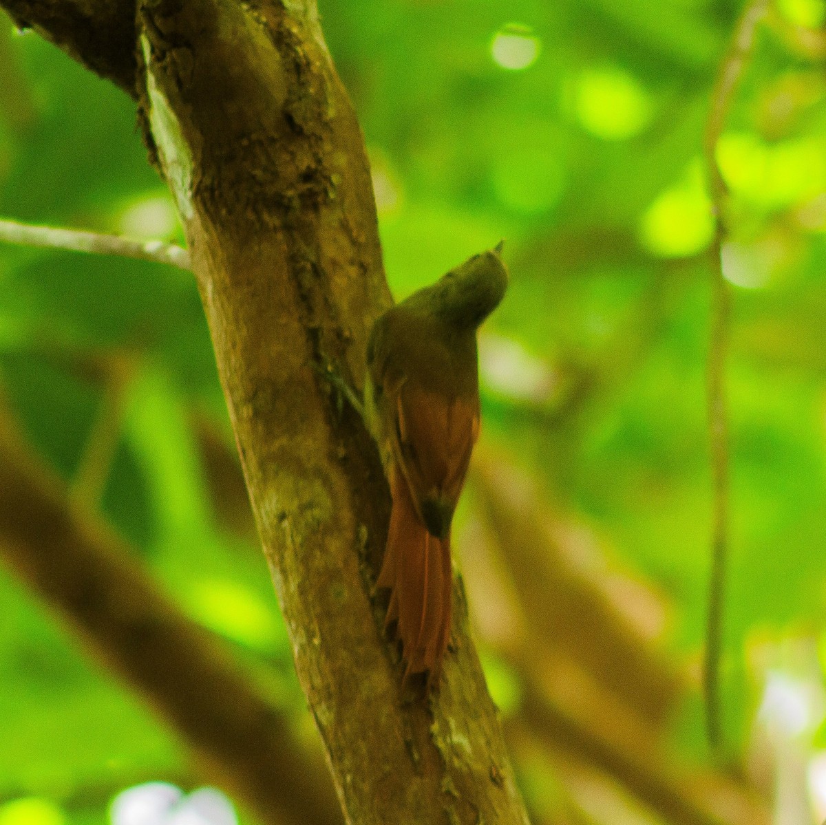 Olivaceous Woodcreeper - ML643362759