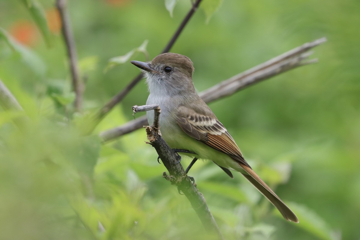 Nutting's Flycatcher (Nutting's) - ML643362760