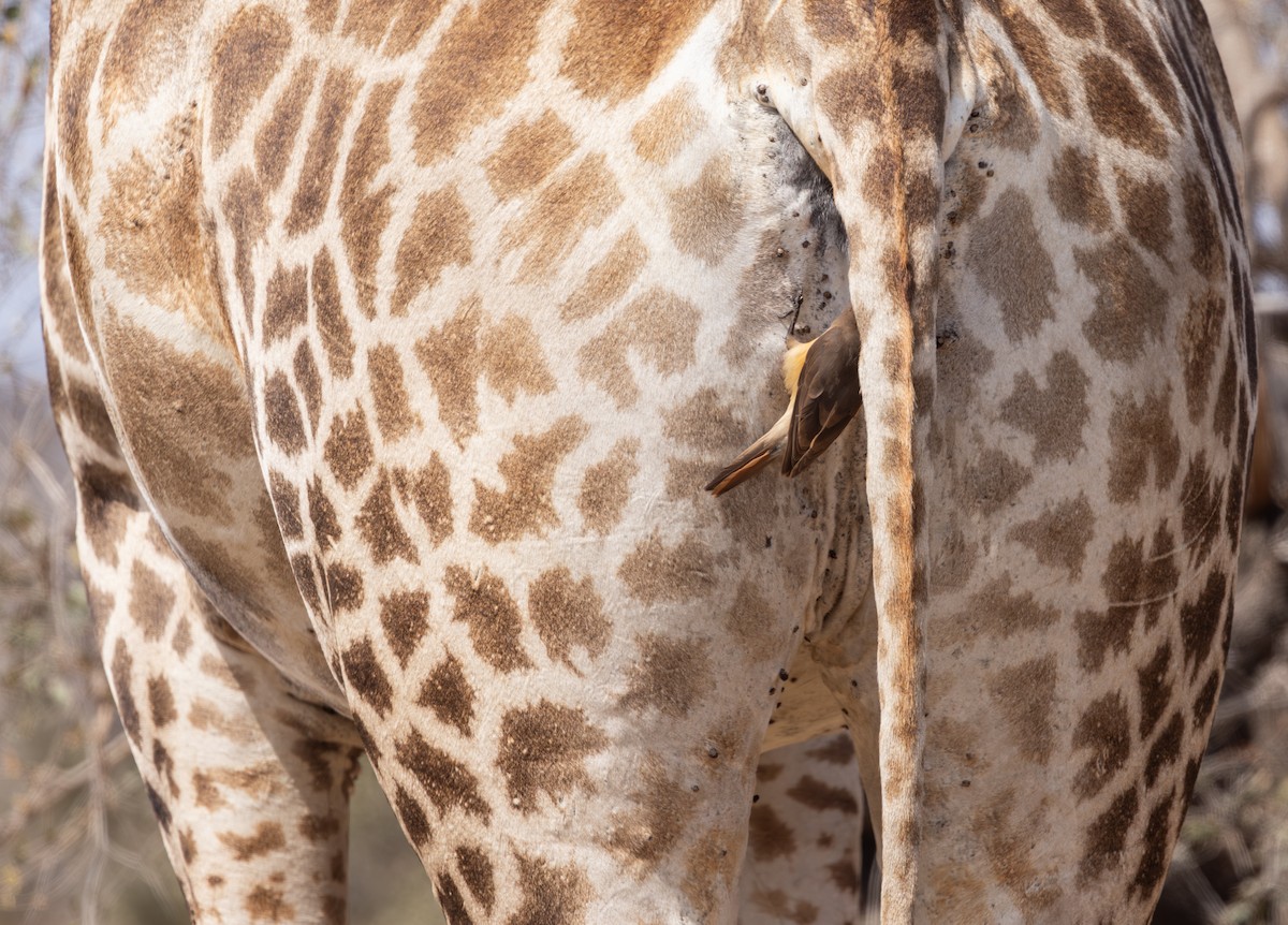 Yellow-billed Oxpecker - ML643362761