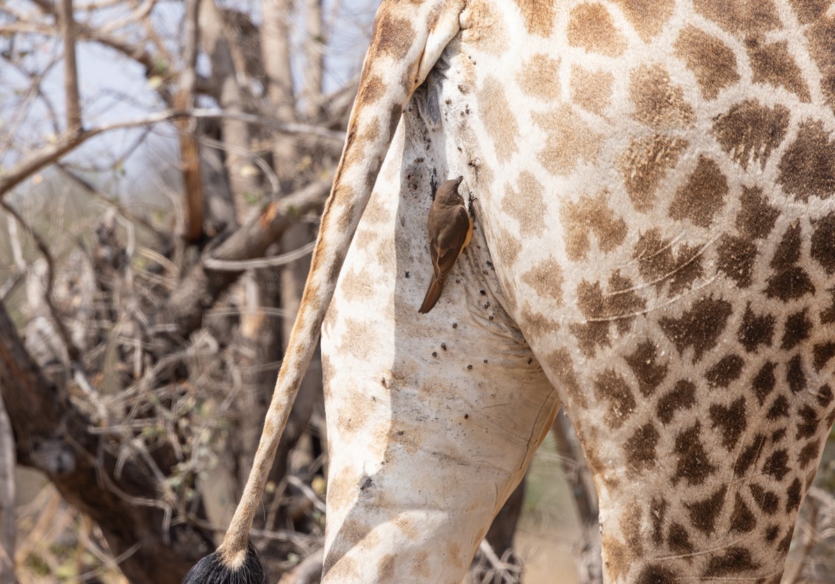 Yellow-billed Oxpecker - ML643362762