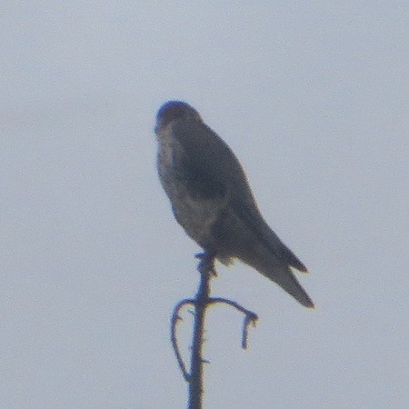 Prairie Falcon - ML643362764