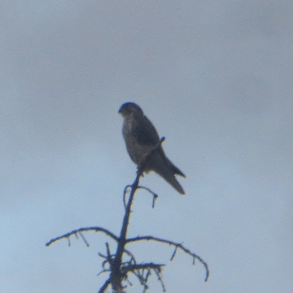Prairie Falcon - ML643362765