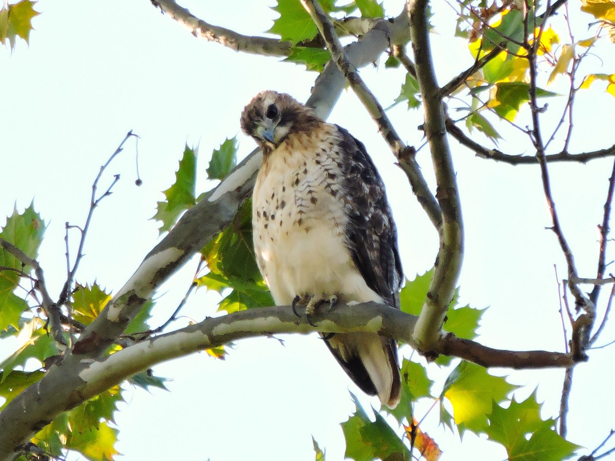 Red-tailed Hawk - ML643362766
