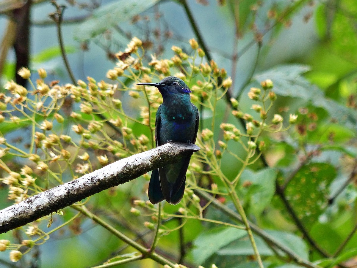 Colibri d'Anaïs - ML643362780