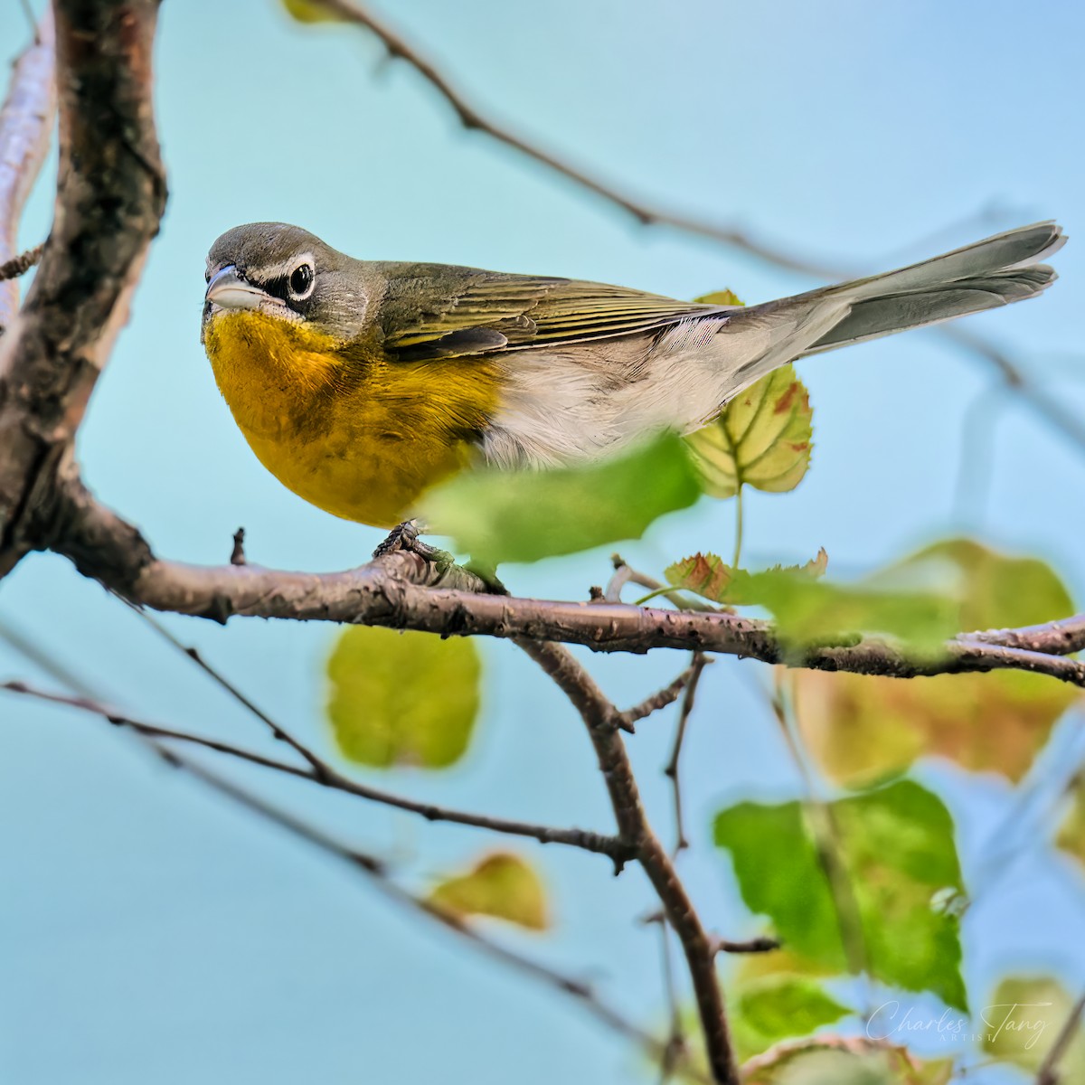 Yellow-breasted Chat - ML643362785