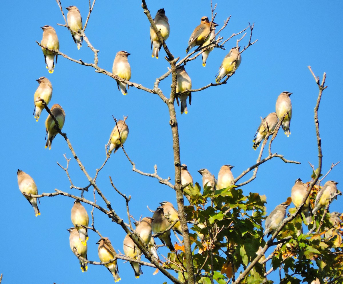 Cedar Waxwing - ML643362788