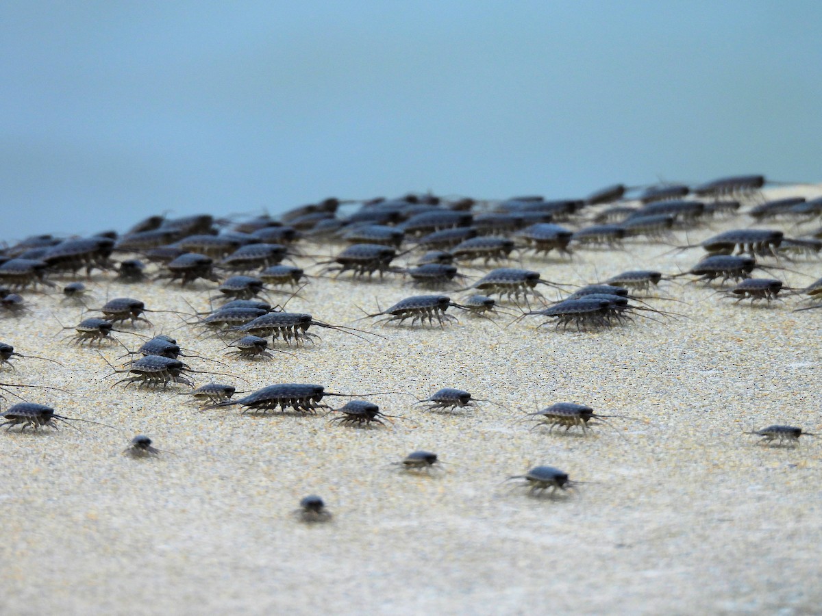 Sea Slaters - ML643362796