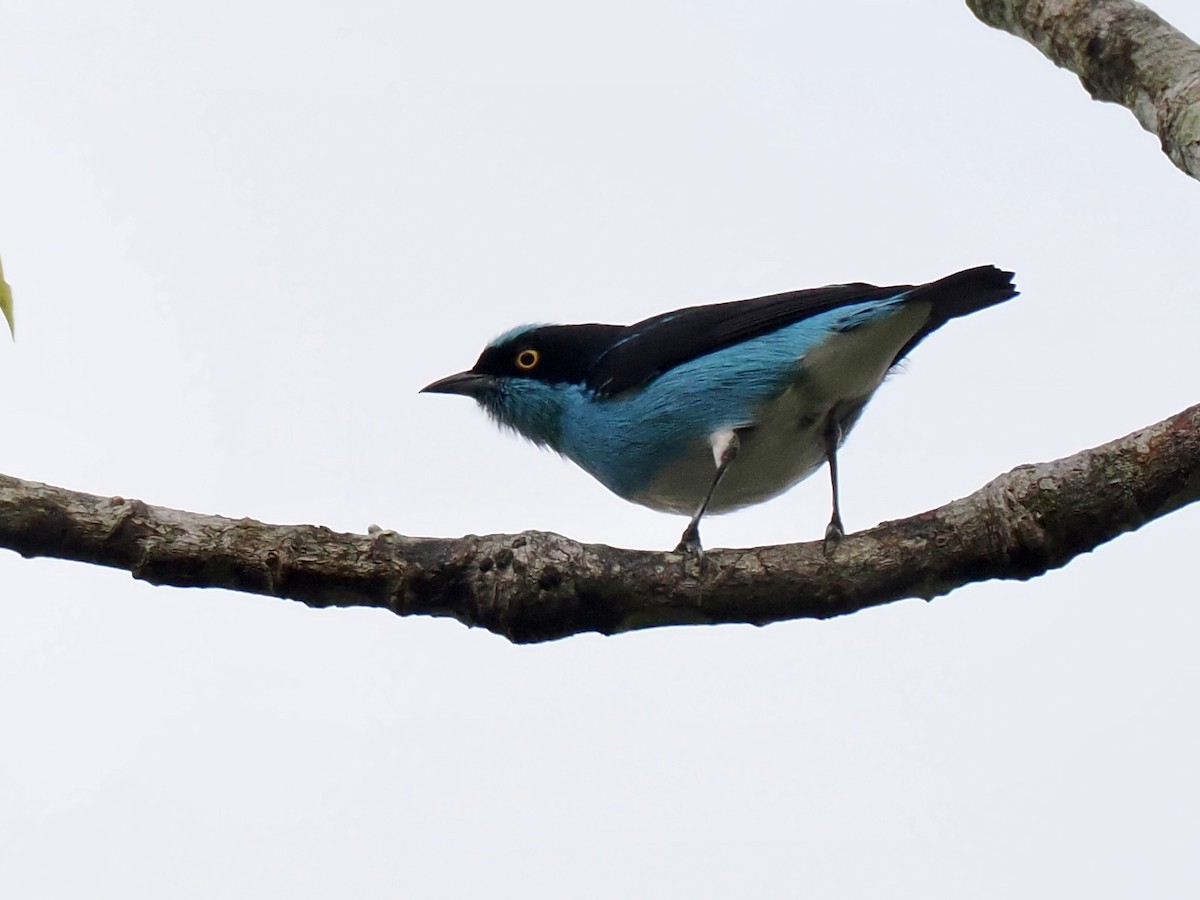 Black-faced Dacnis (Black-faced) - ML643362804