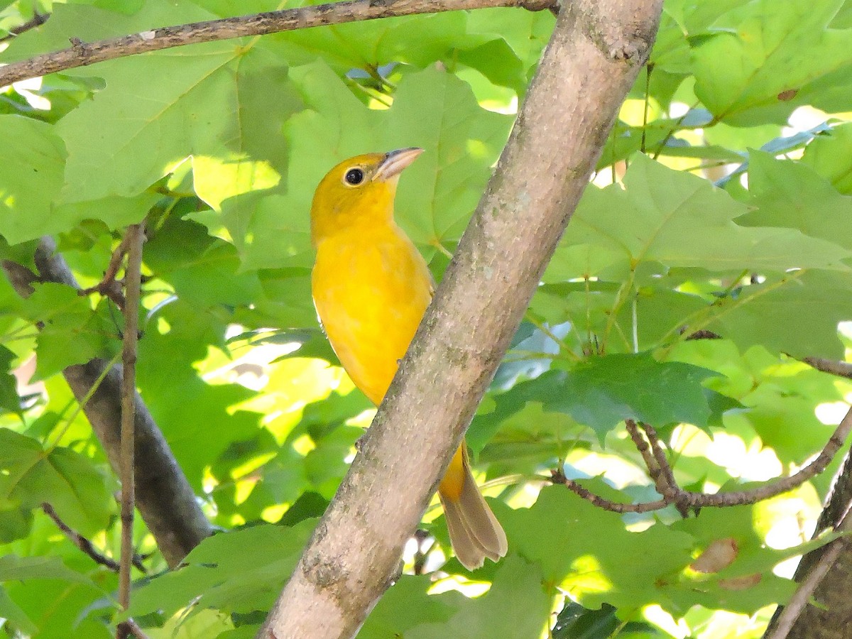Summer Tanager - ML643362806