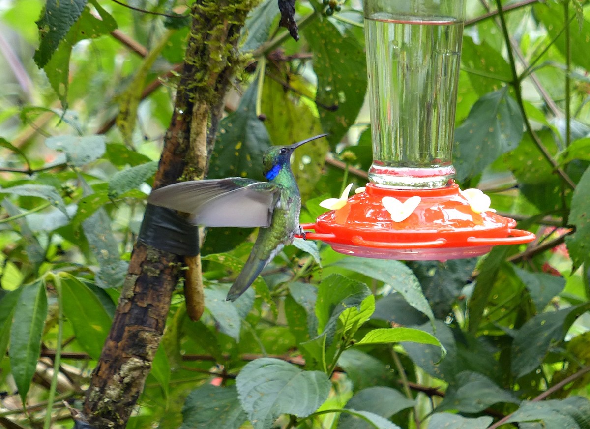 Colibri d'Anaïs - ML643362818