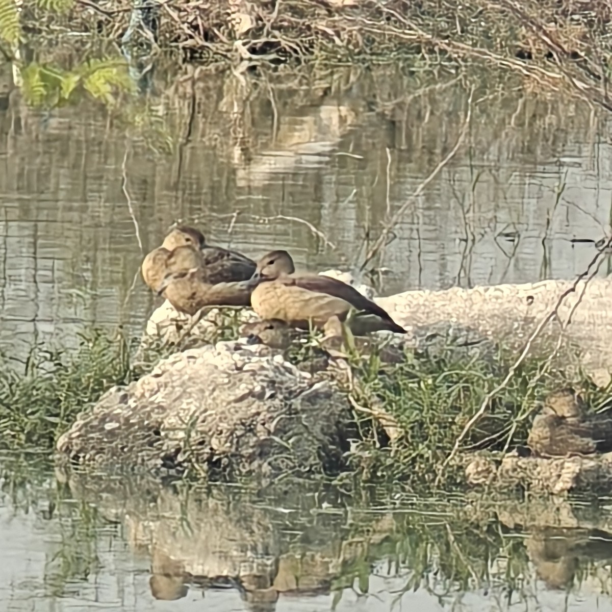 Lesser Whistling-Duck - ML643362820