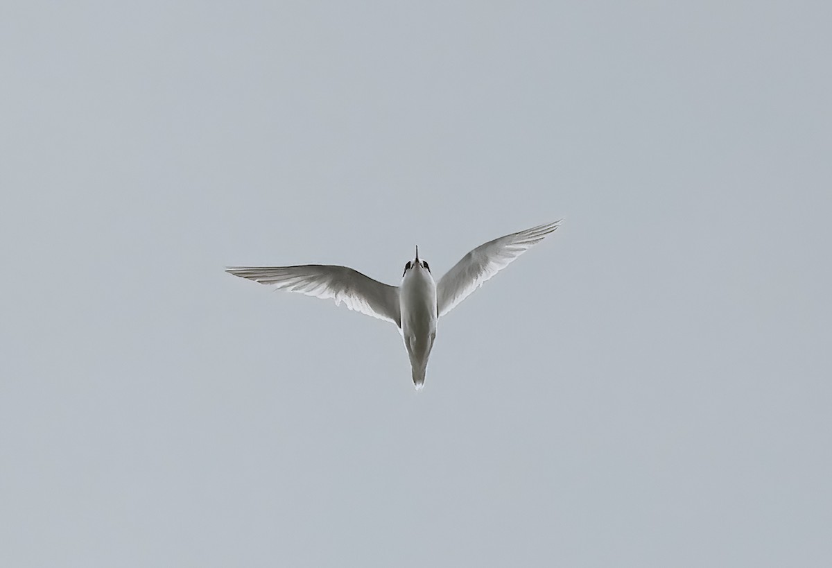 Australian Fairy Tern - ML643362824