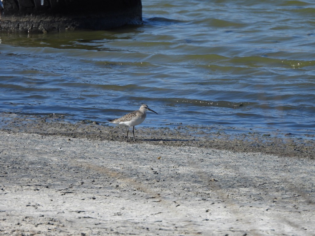 Piovanello comune - ML643362843