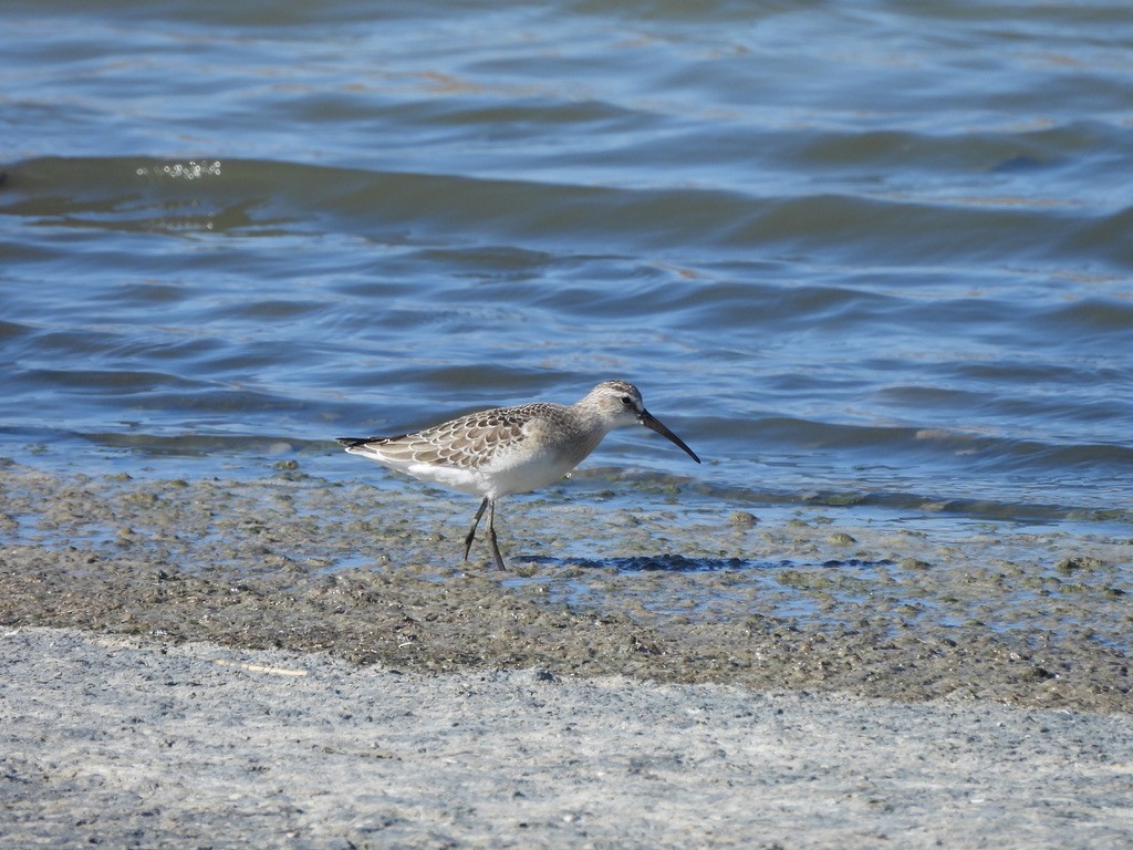 Piovanello comune - ML643362845