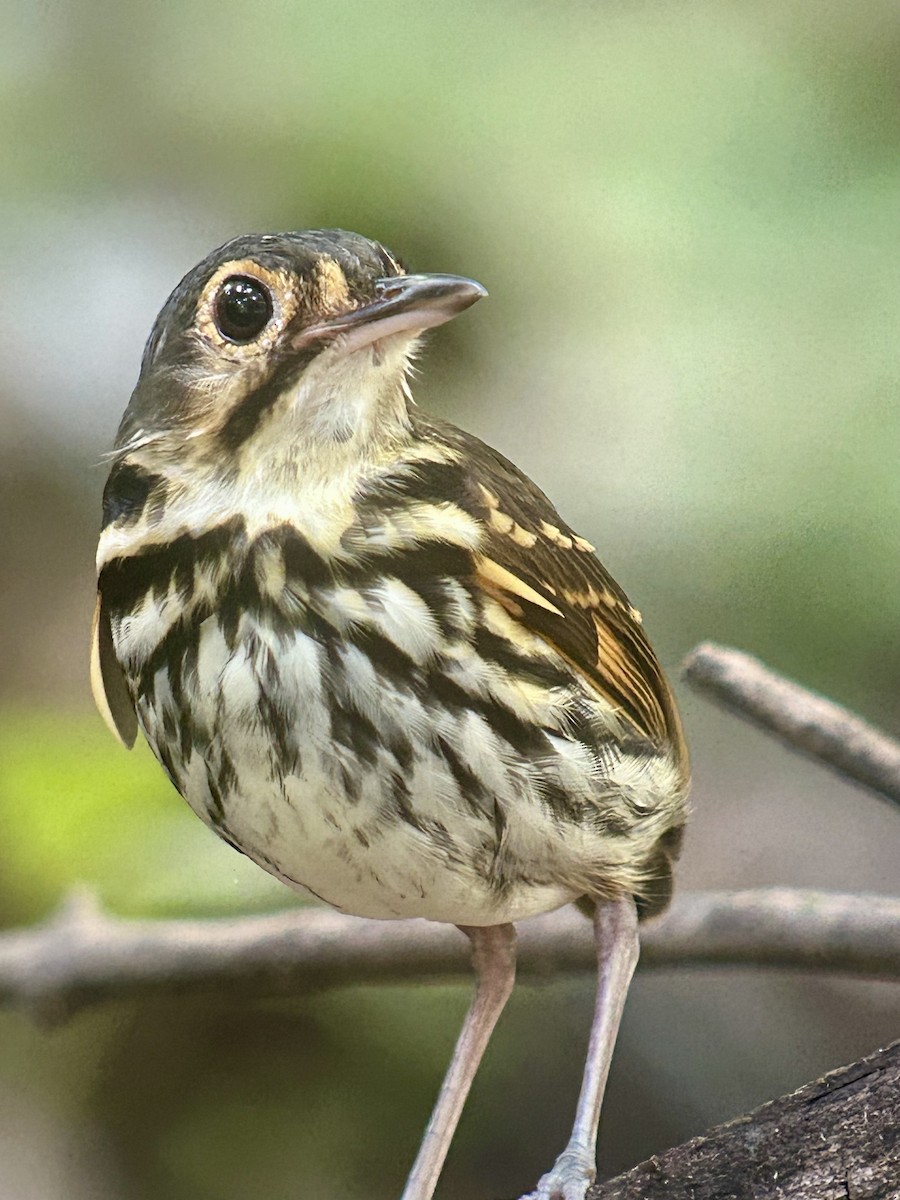 Grallaire à lunettes - ML643362862