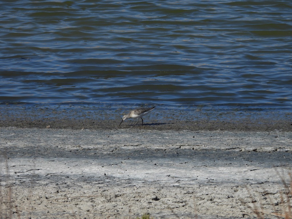 Piovanello comune - ML643362865