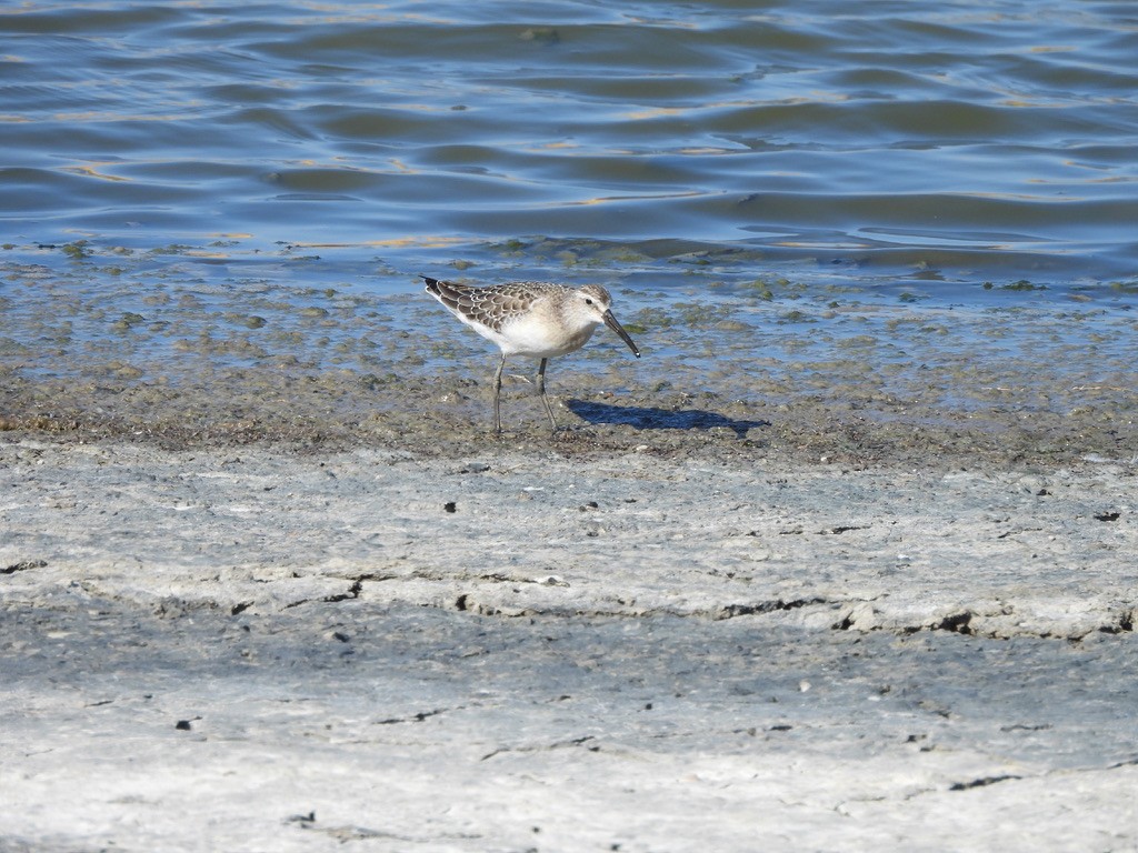 Piovanello comune - ML643362867