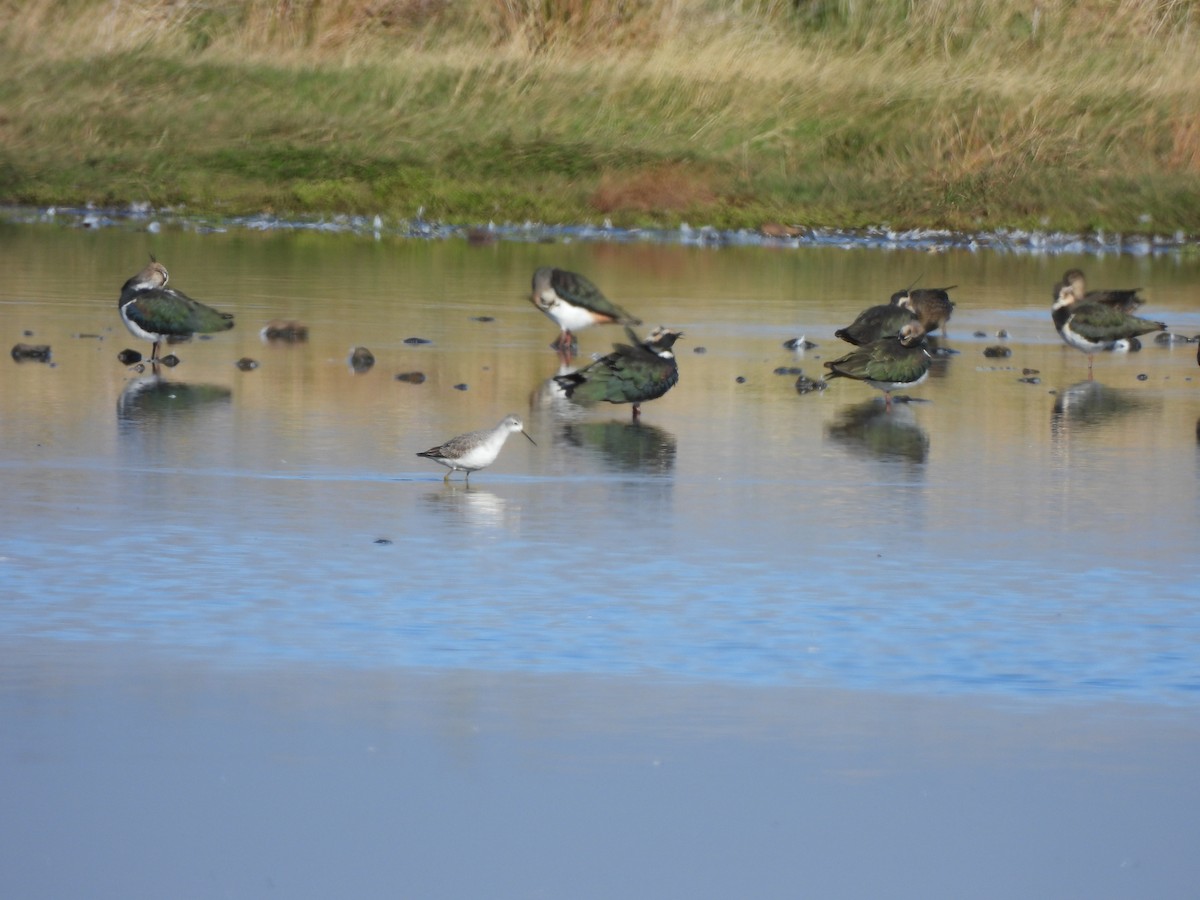 Marsh Sandpiper - ML643362870