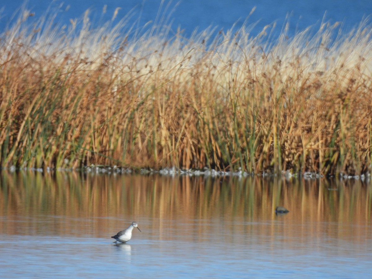 Marsh Sandpiper - ML643362871