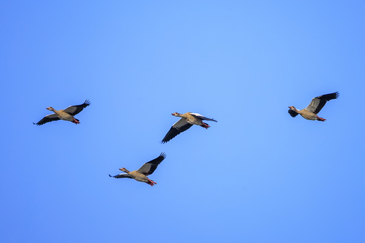 Egyptian Goose - ML643362872