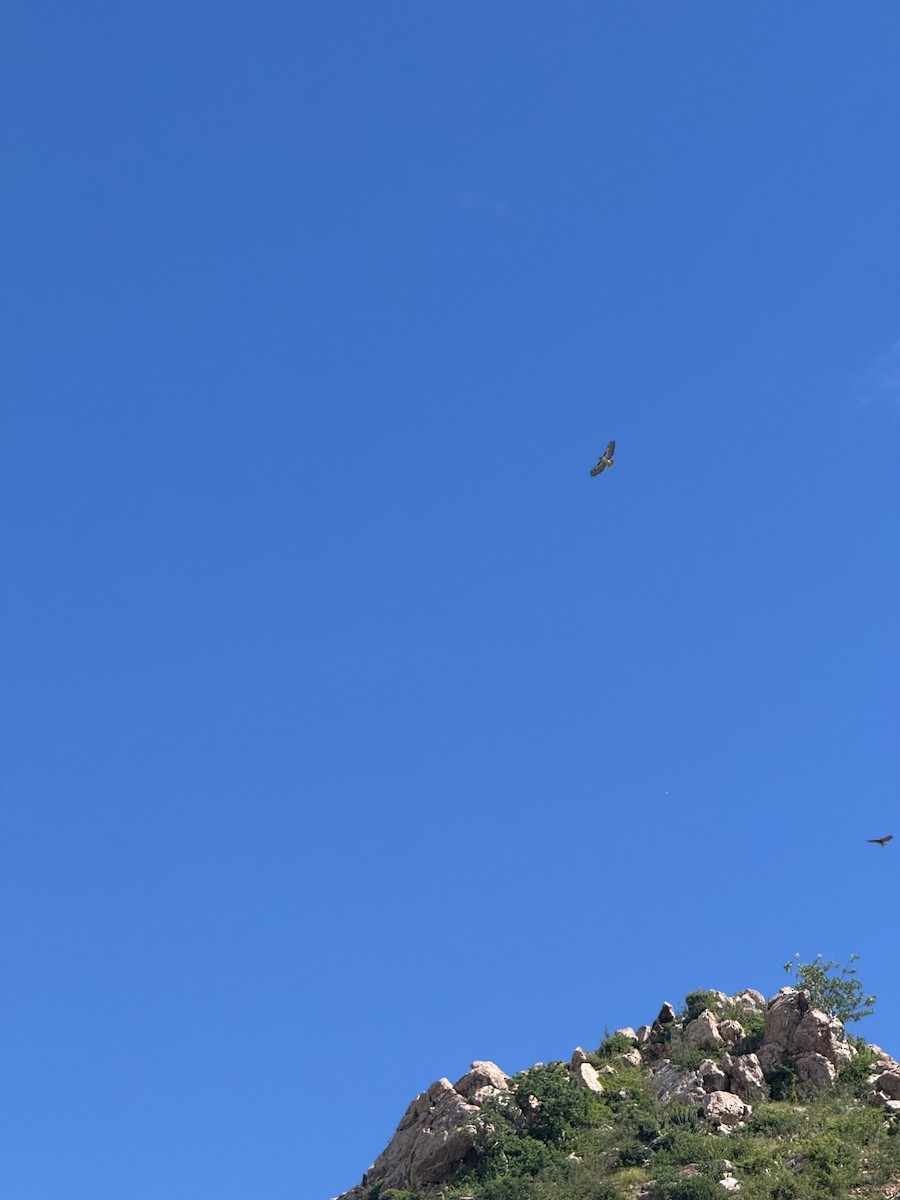 Red-tailed Hawk - ML643362880