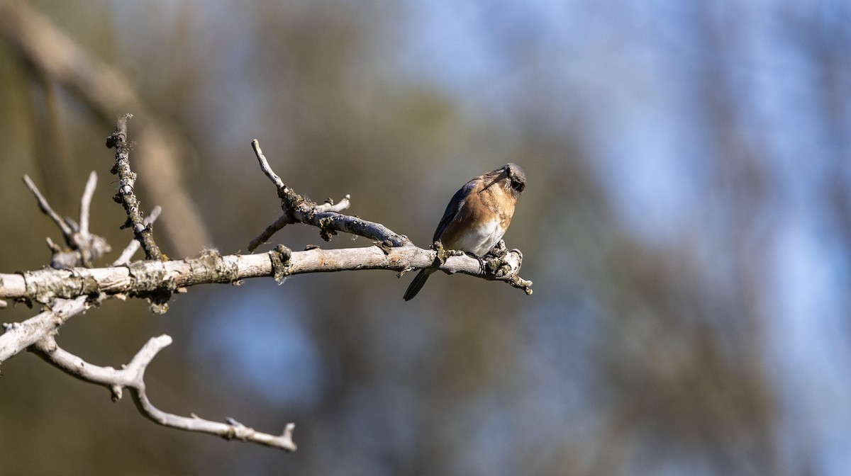 Eastern Bluebird - ML643362894