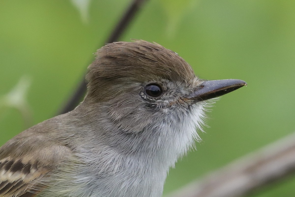 Nutting's Flycatcher (Nutting's) - ML643362898