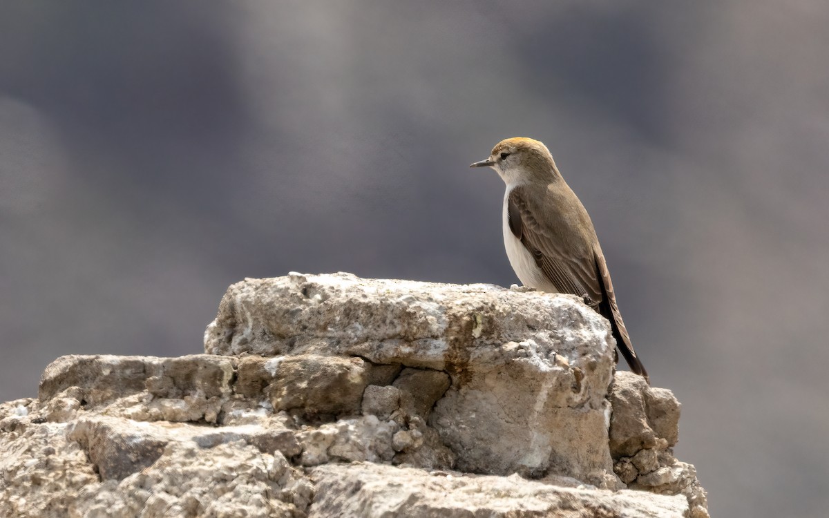 White-browed Ground-Tyrant - ML643362904