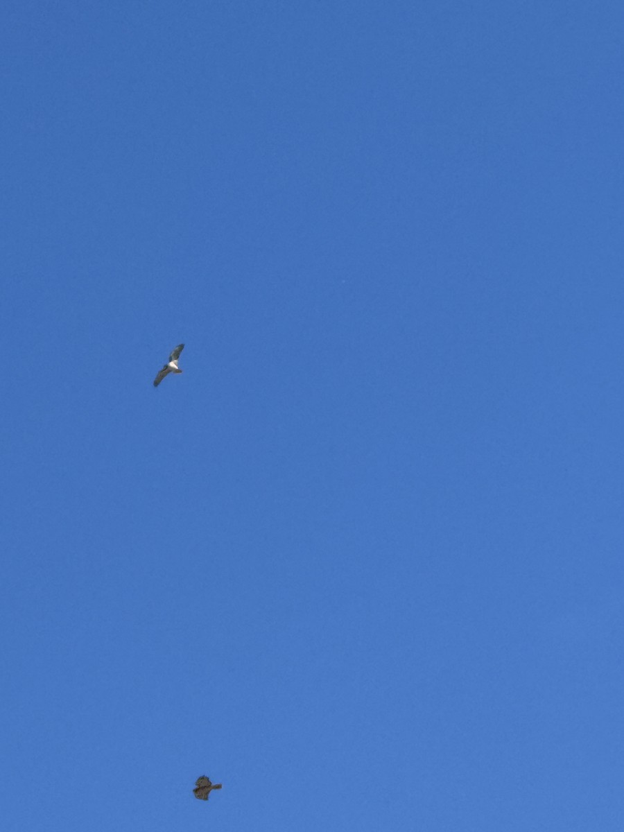 Red-tailed Hawk - ML643362917