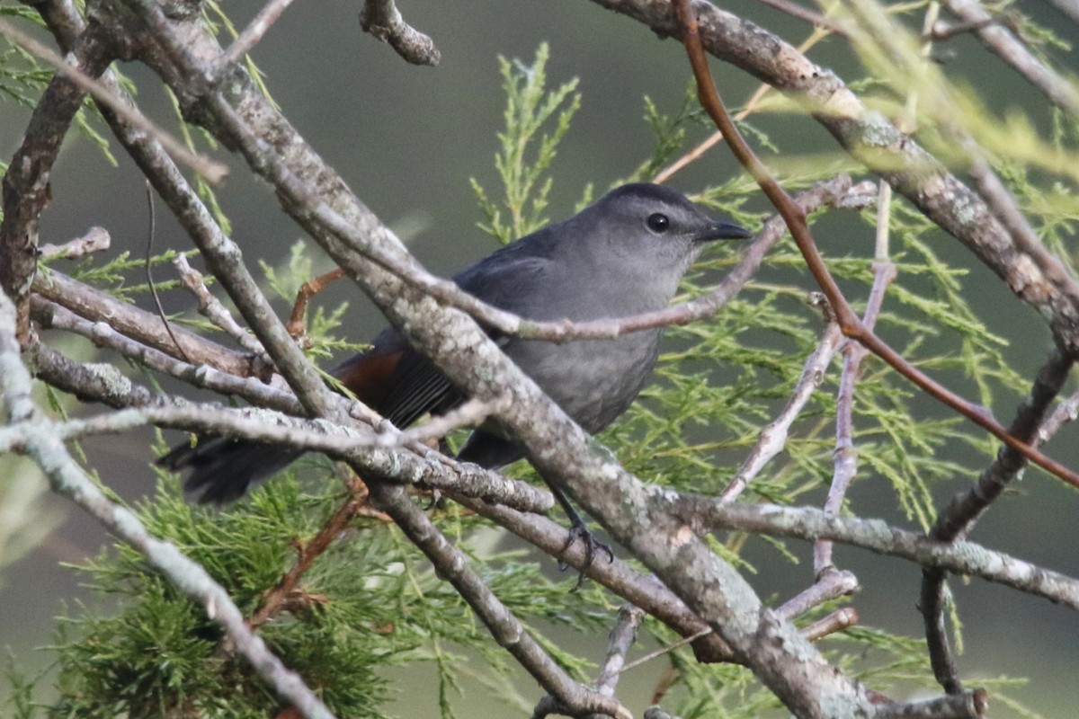 kattespottefugl - ML643362928