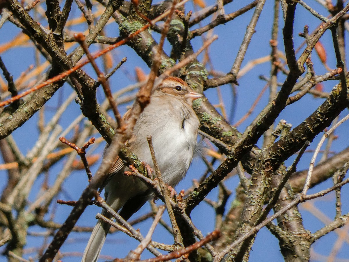 Chipping Sparrow - ML643362940