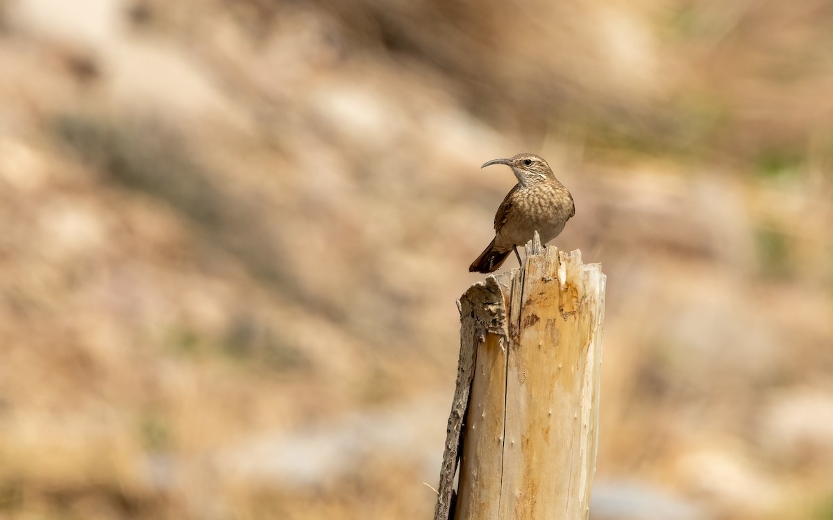 Scale-throated Earthcreeper - ML643362941
