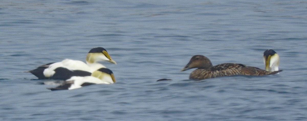 Common Eider - ML643362947