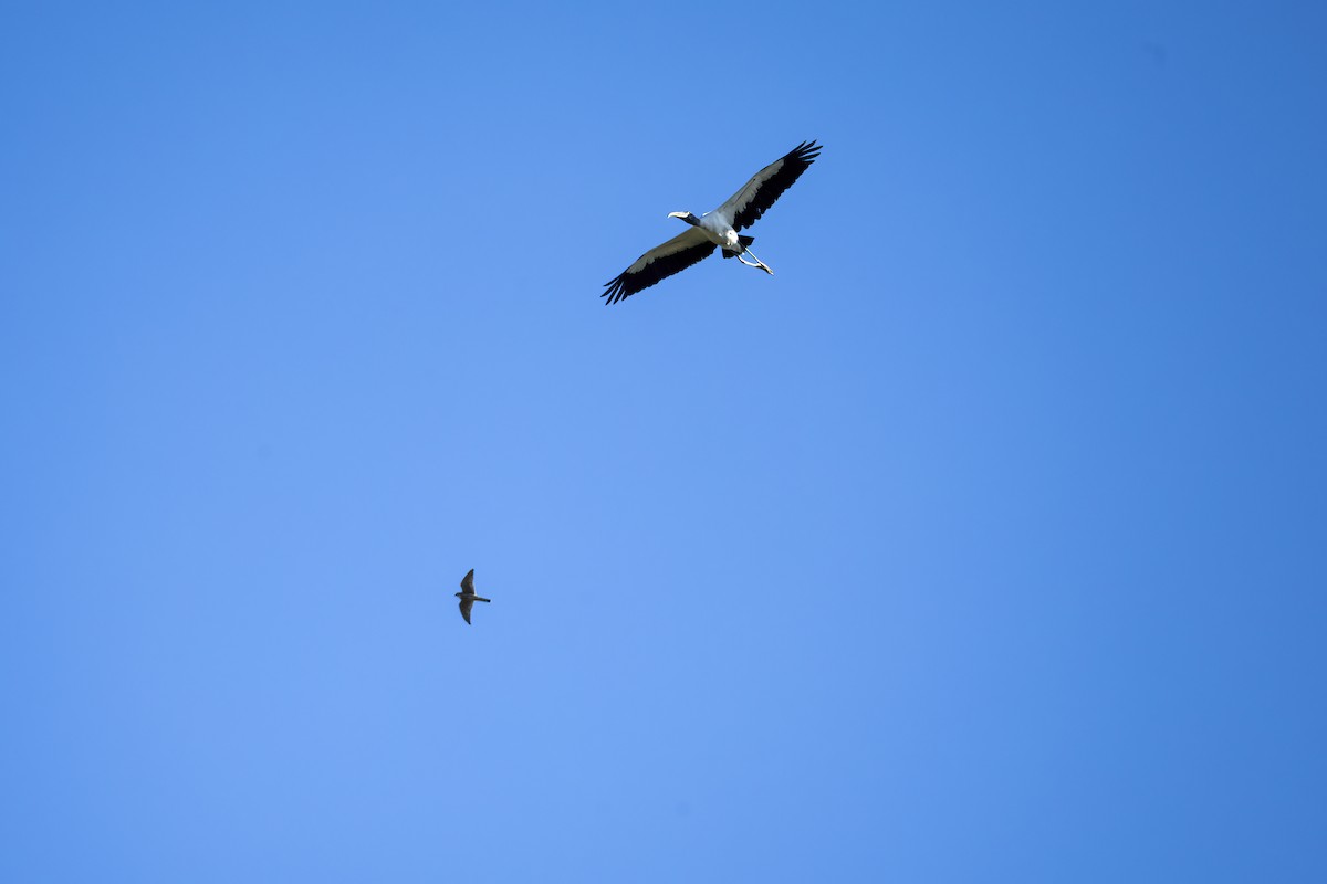 Wood Stork - ML643362948