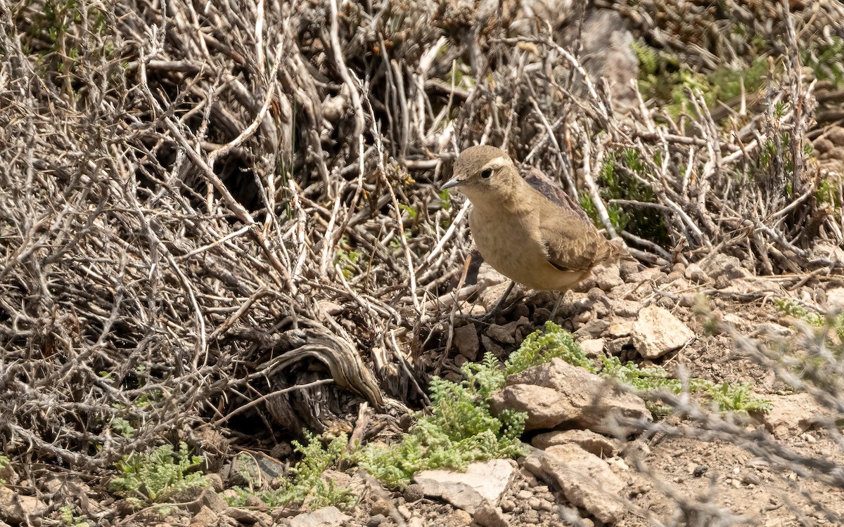 Rufous-banded Miner - ML643362955