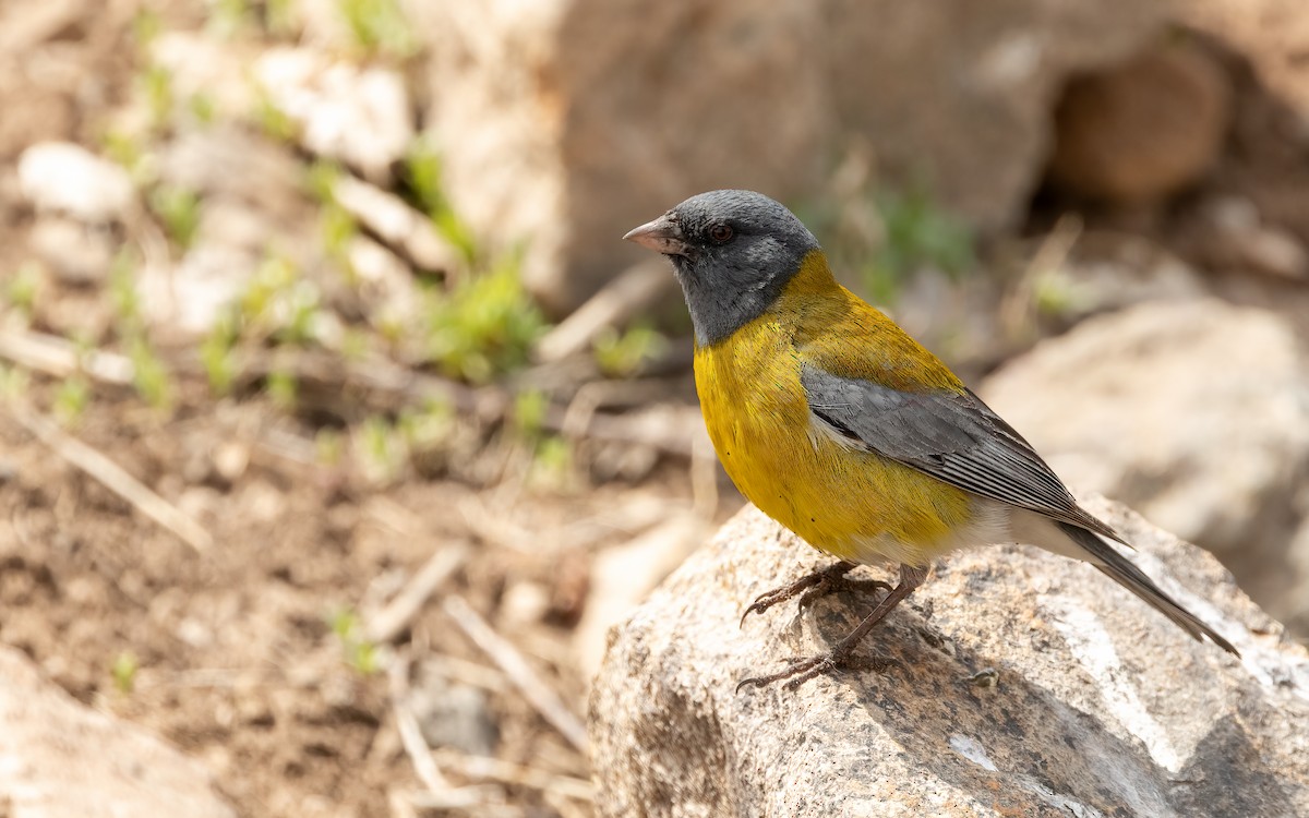 Gray-hooded Sierra Finch (gayi/caniceps) - ML643362980