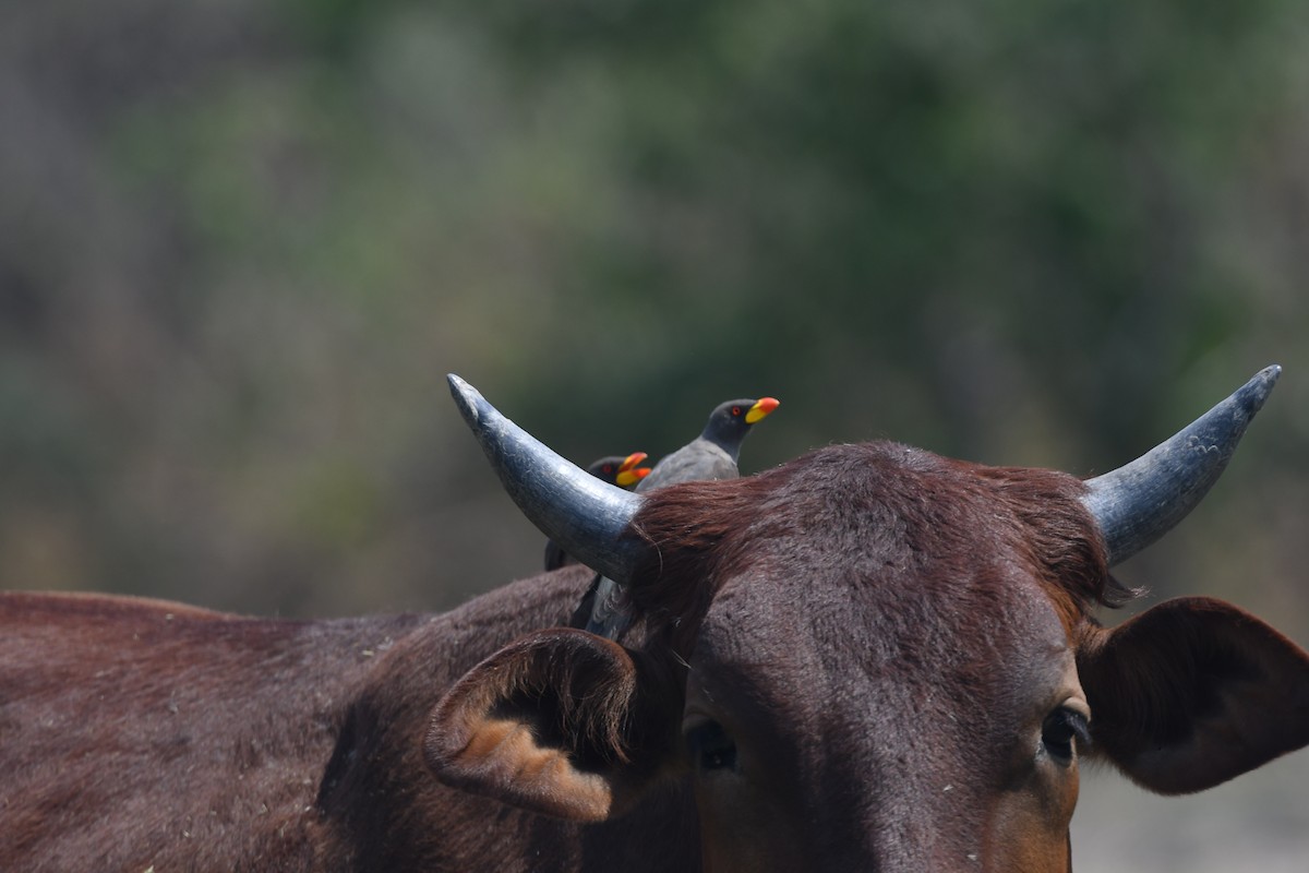 Yellow-billed Oxpecker - ML643362988