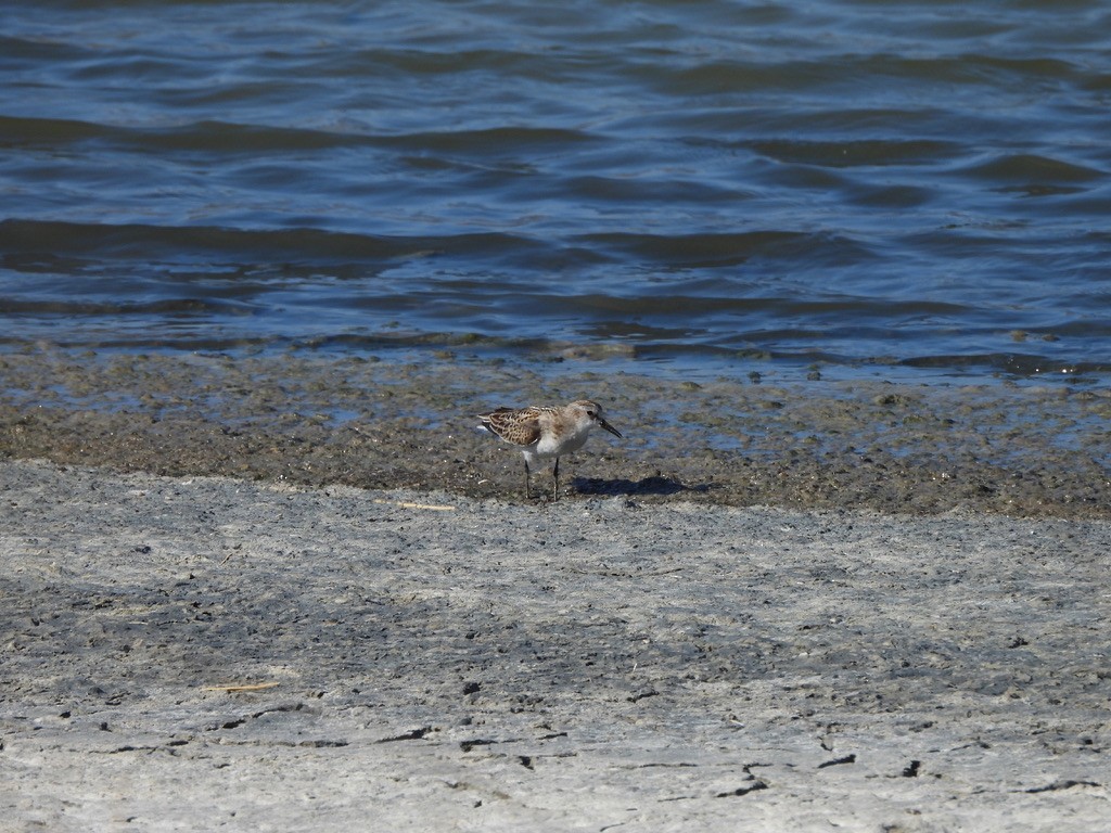 Gambecchio comune - ML643362994