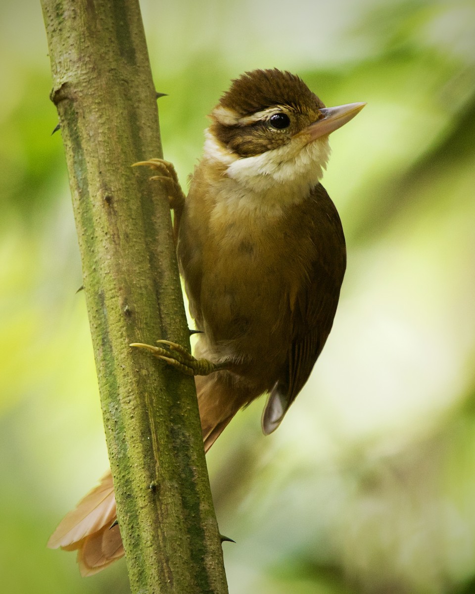 White-collared Foliage-gleaner - ML643362996
