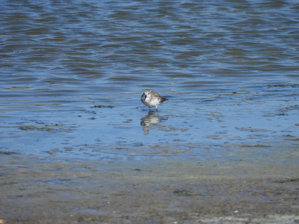 Gambecchio comune - ML643362999