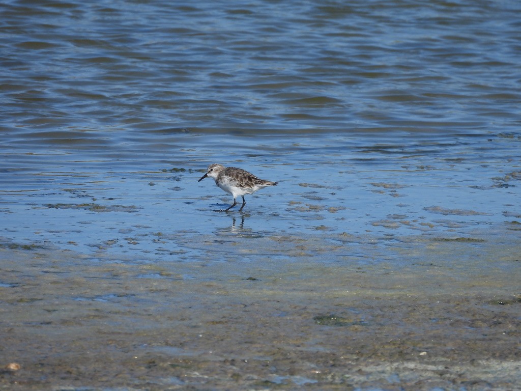 Gambecchio comune - ML643363001