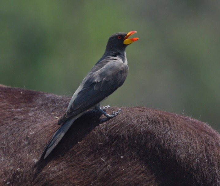 Yellow-billed Oxpecker - ML643363007