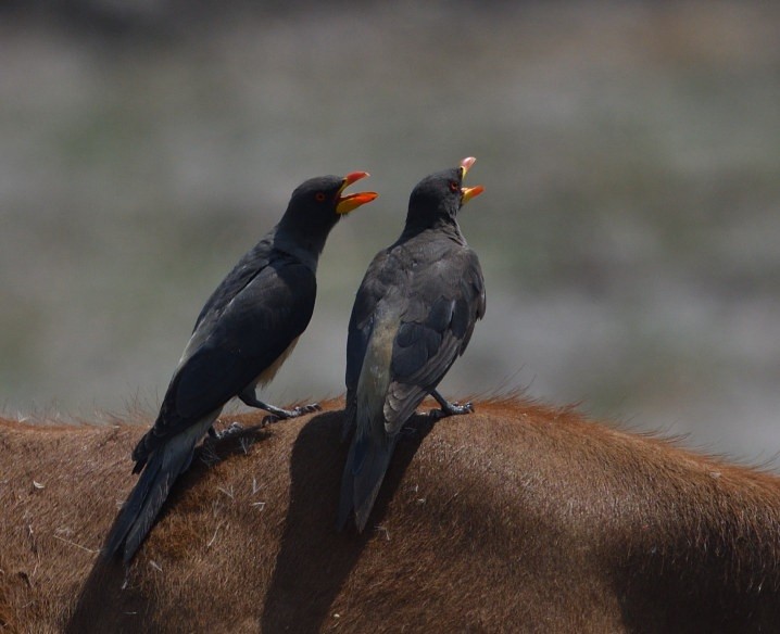 Yellow-billed Oxpecker - ML643363017