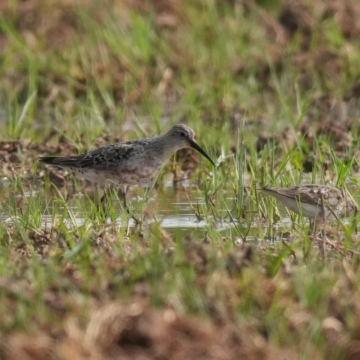 Хадуур элсэг - ML643363022