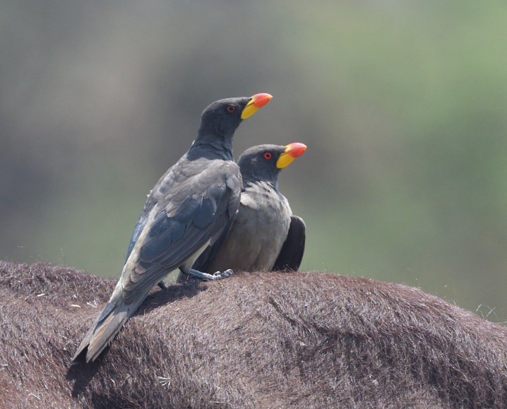 Yellow-billed Oxpecker - ML643363024