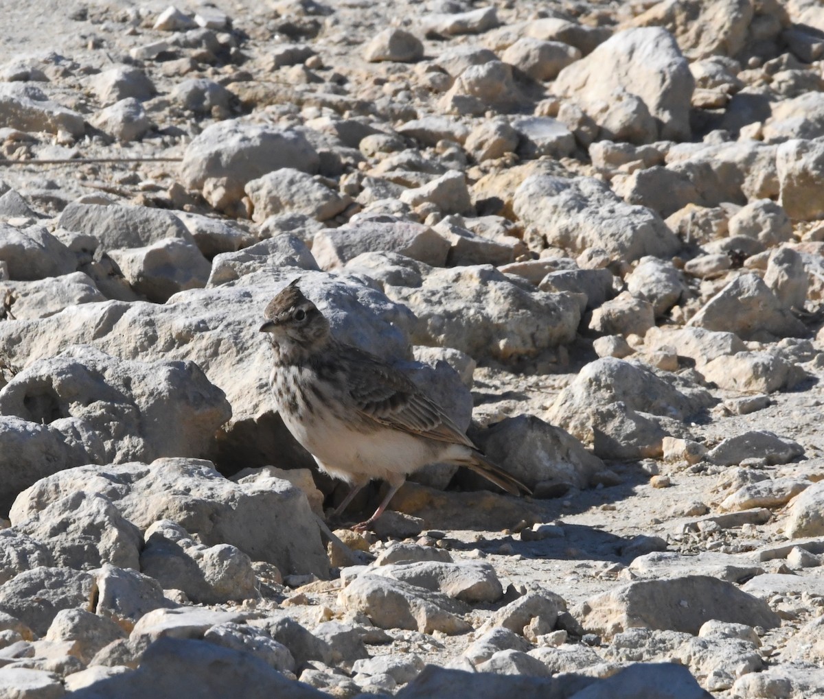 Crested Lark - ML643363065